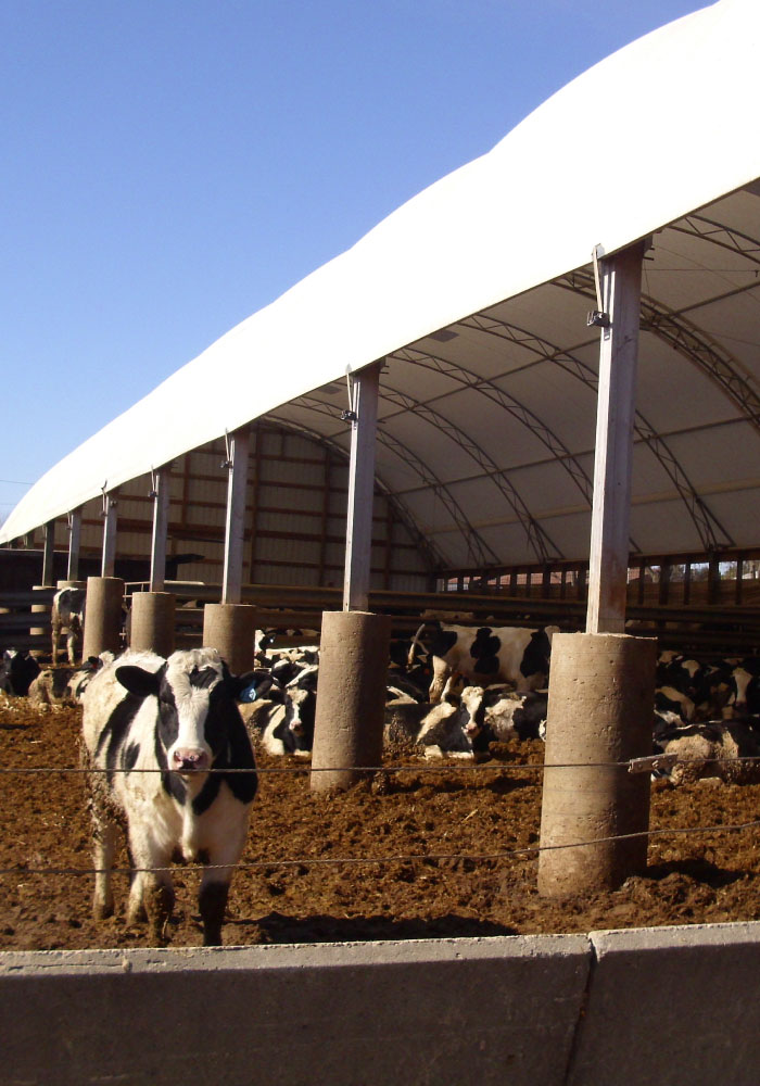 Cattle barn buildings